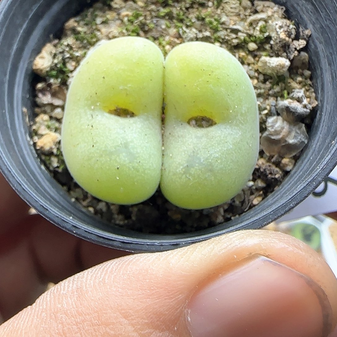 脱土年后发货23986