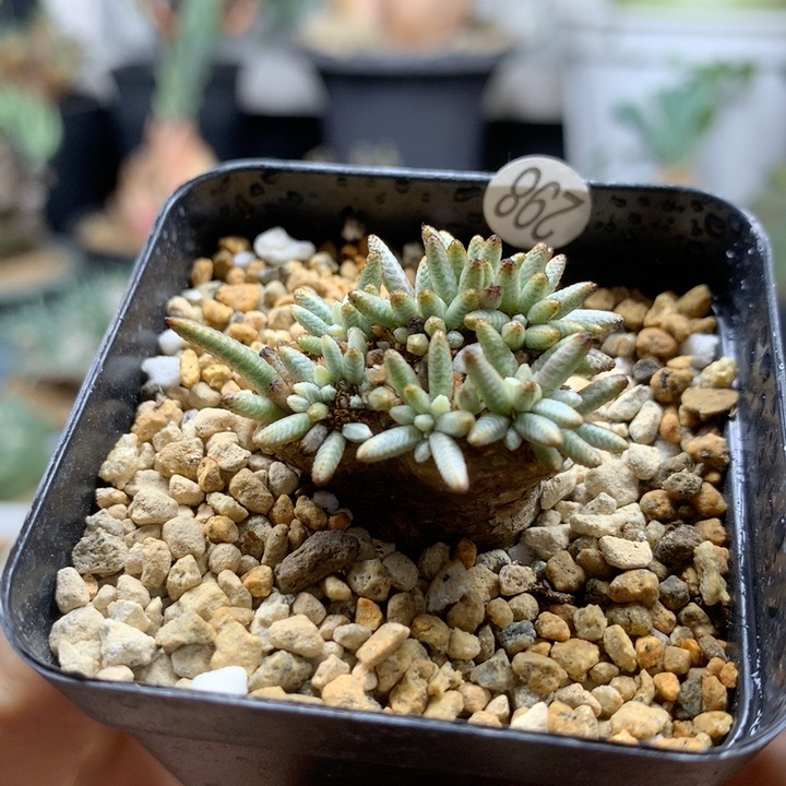 小白花韧锦母本带盆