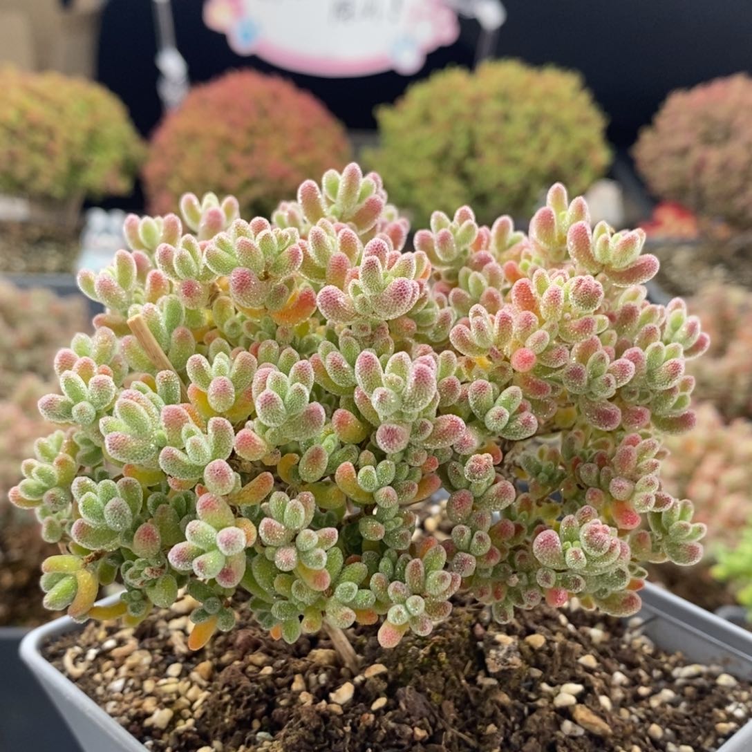 优选冰晶0379枝干番杏