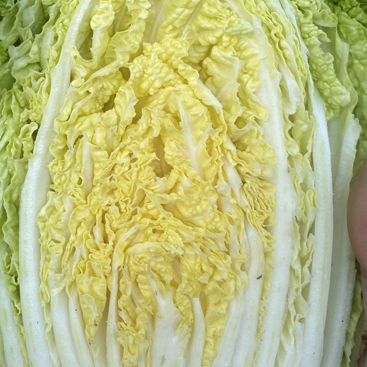 湘西高山黄心娃娃菜 黄芯白菜 好吃 甘甜 下火锅必备（4.5-5斤）
