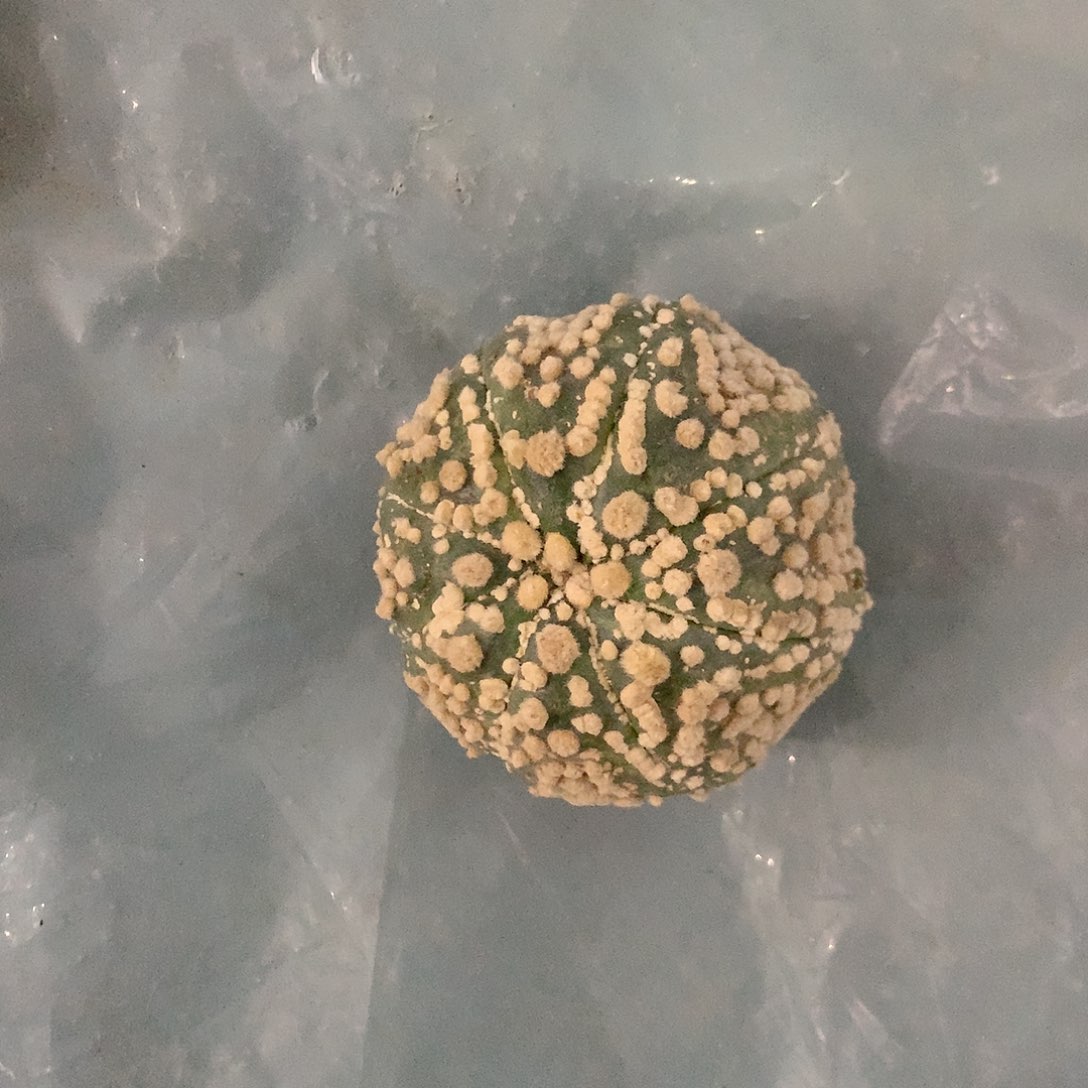 【闪购商品】一兜兜兜