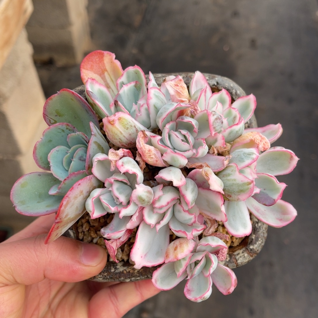 伯克利锦一物一拍