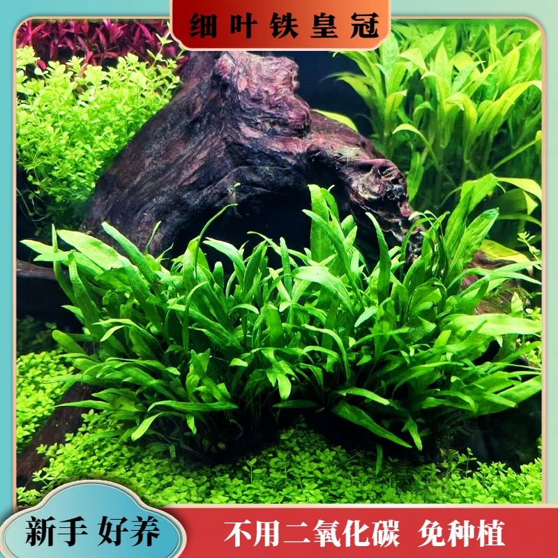 【细叶铁皇冠半球】阴性水草无需底沙好养易活适合鱼缸造景耐咬