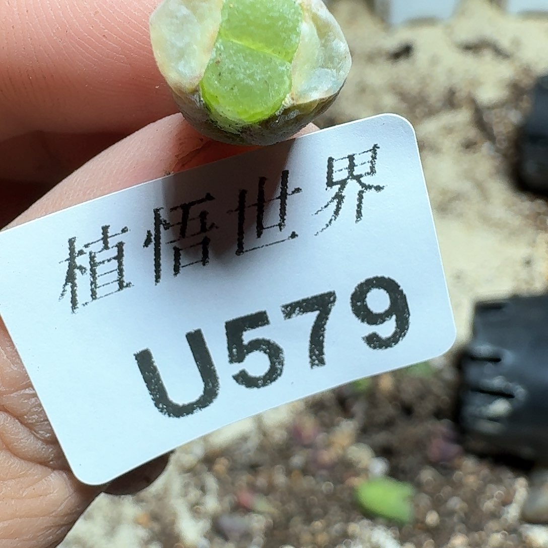 579盒多肉植物哇d f