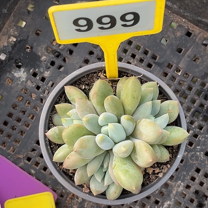 捂****多肉植物胖体哥特999