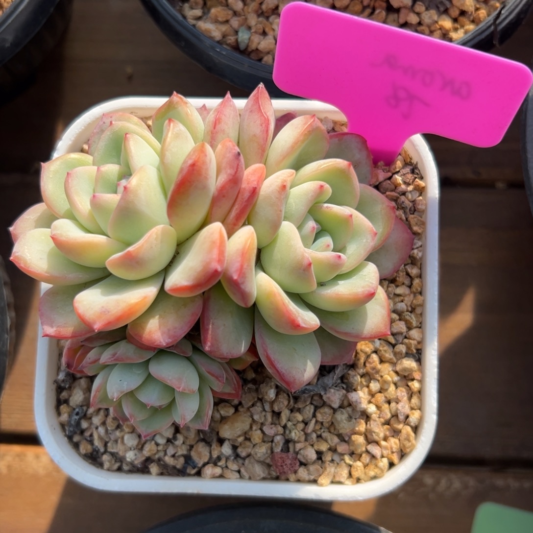 泡芙111111111111111