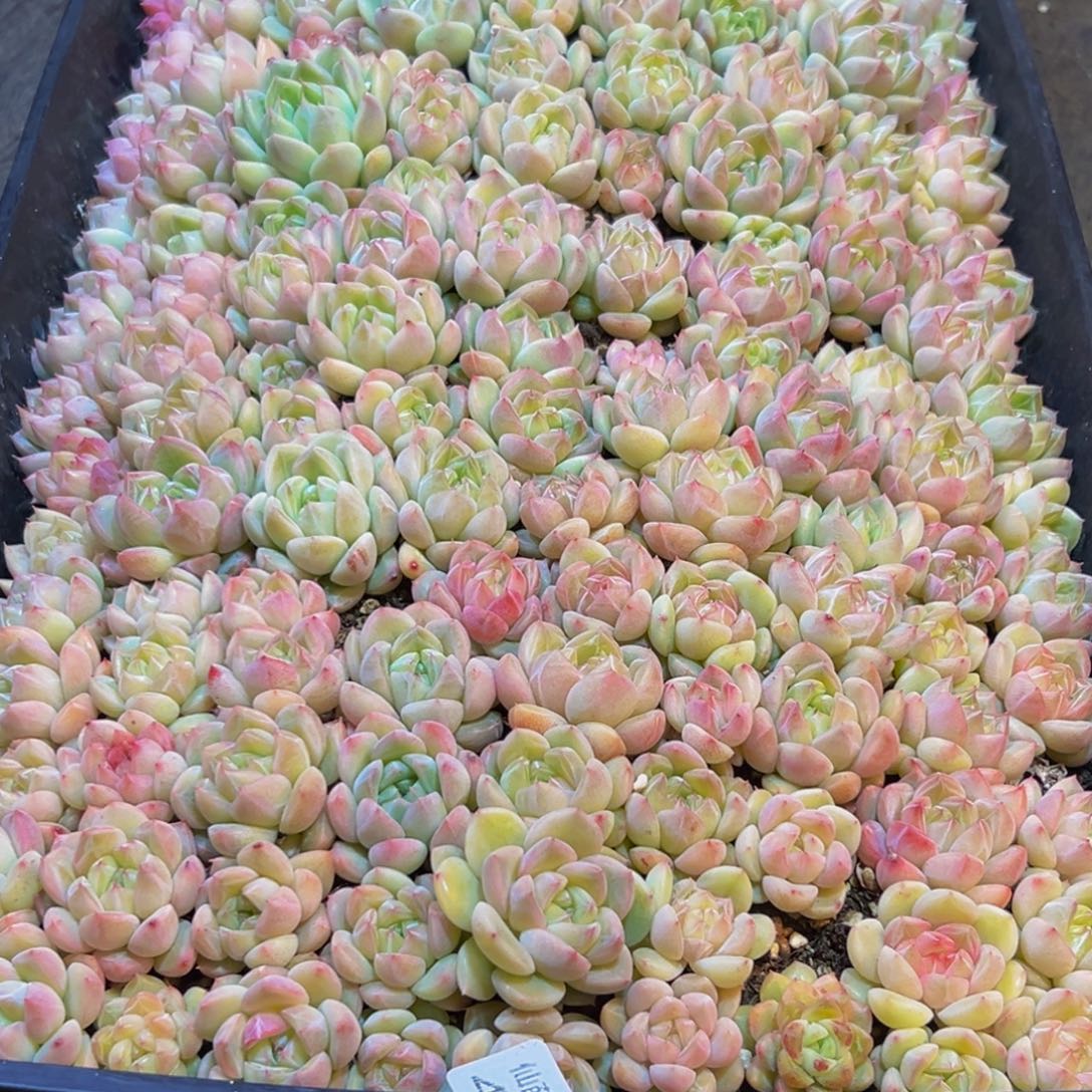 八***十440多肉葡萄的味道是真的很