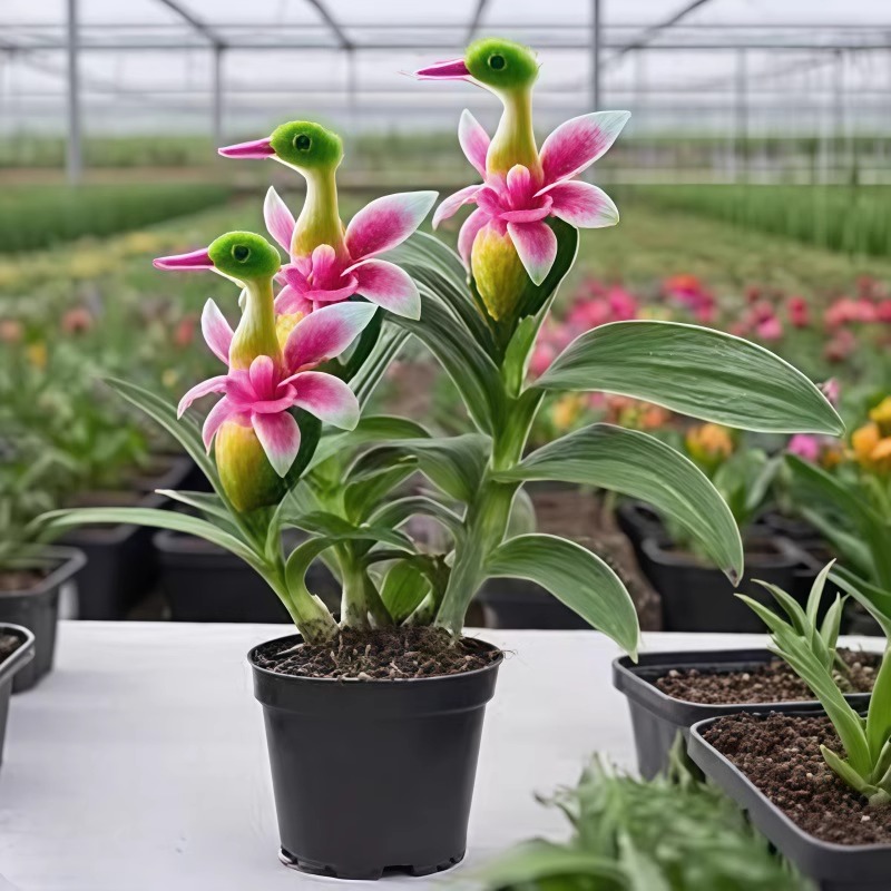 爆款热卖金鸿鸭花种球满屋香浓香新款盆栽可爱清香芬芳四季开花