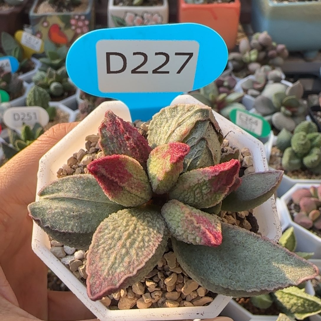 粉红猪肝。     227