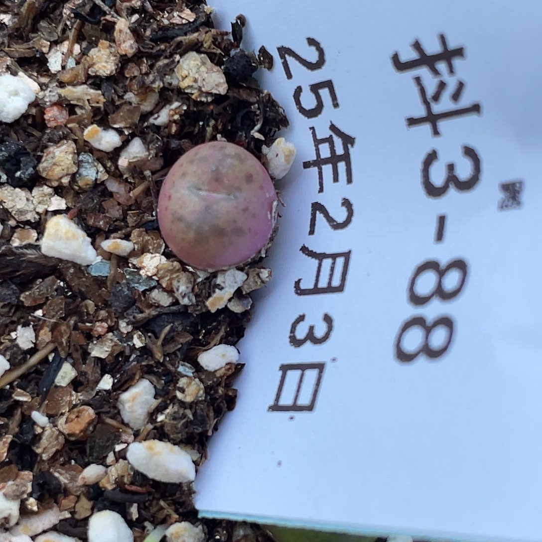 3-88毛杂多肉植物