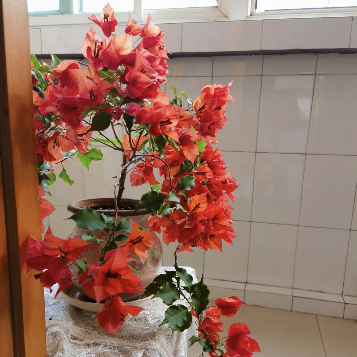 辣椒红（勤花大红色）·三角梅花卉盆栽四季开花 勤花指数9棵⭐️