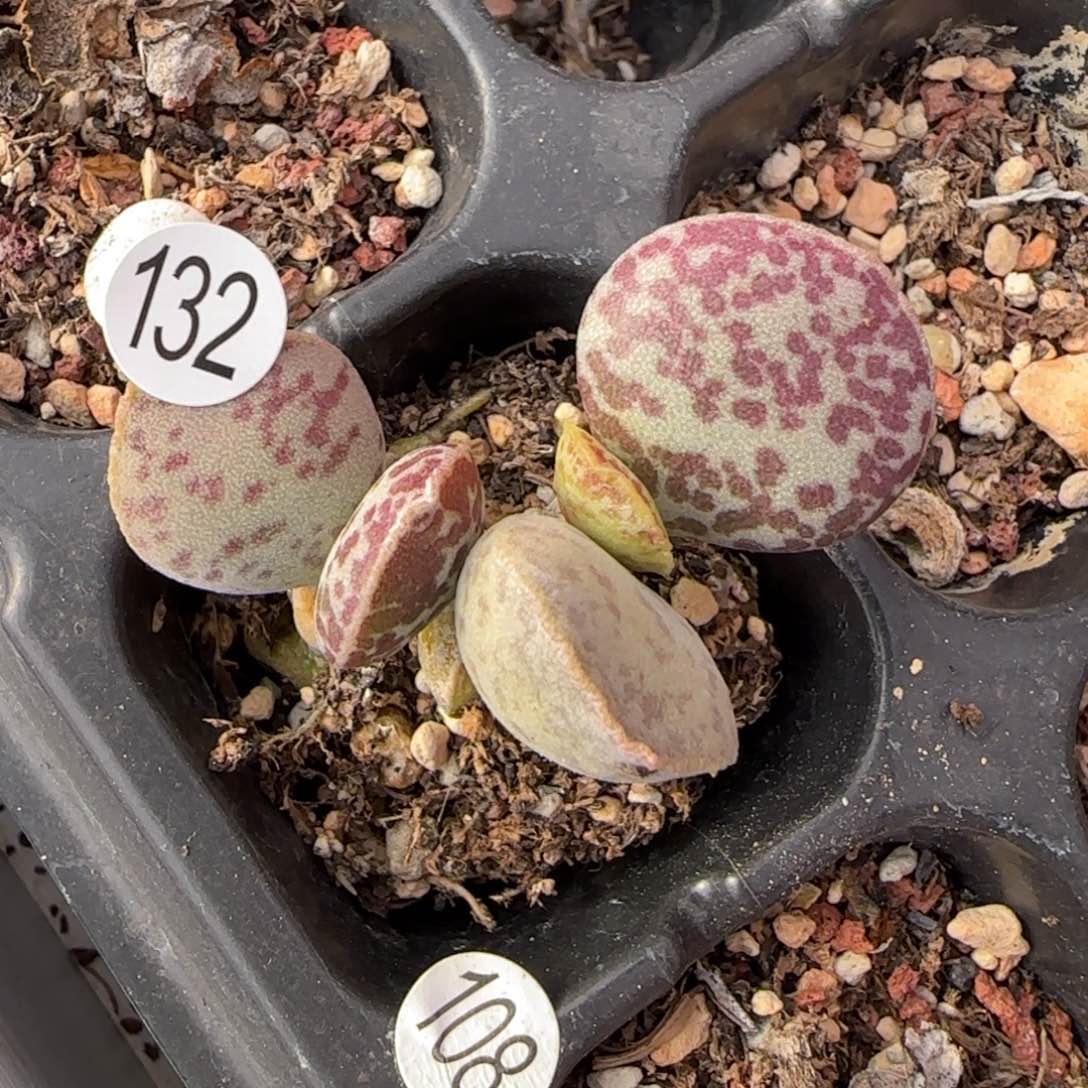 用****6超级紫马蛋多肉植物132