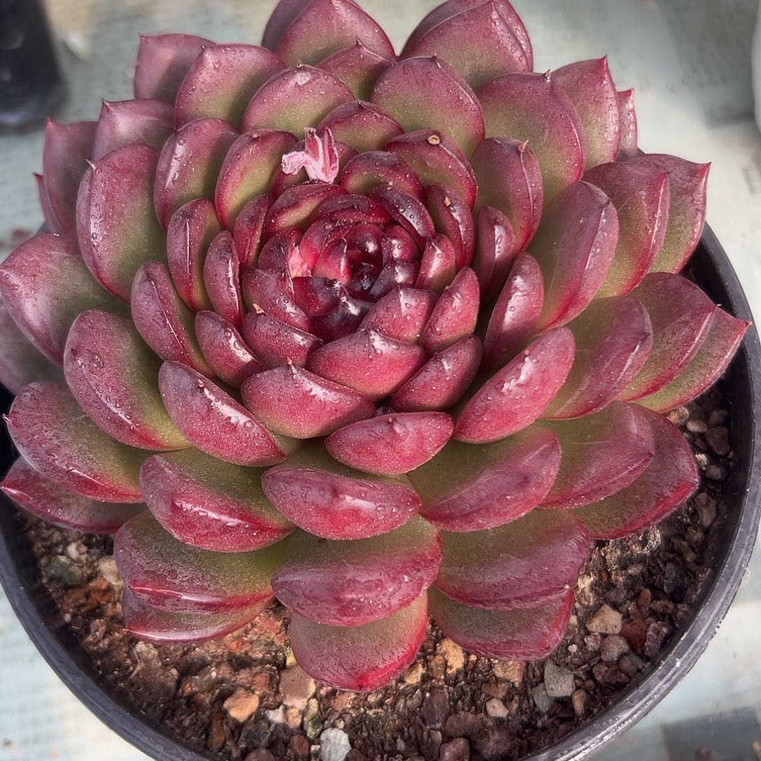 黑布林叠叶一物一拍