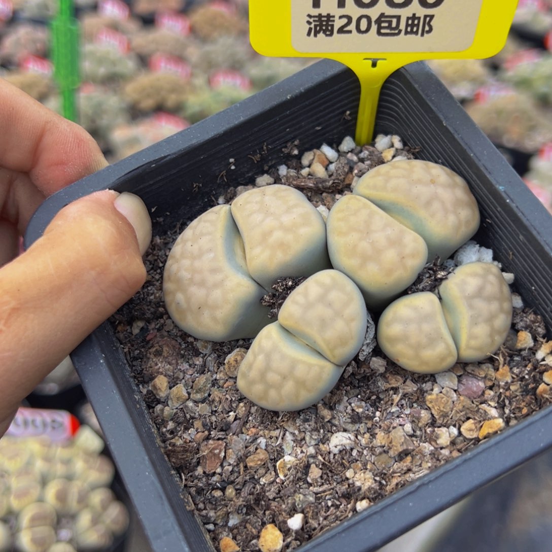 080 生石花大群生大群生
