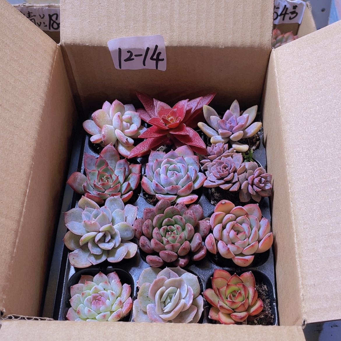 【闪购商品】12颗-14