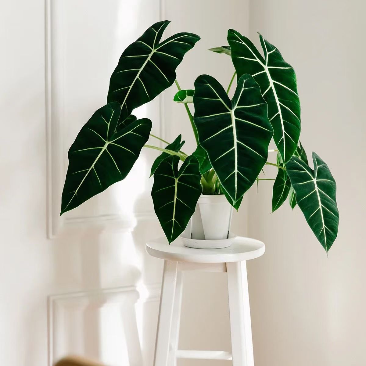 绿天鹅海芋天鹅绒竹芋稀有特级进口室内阳台庭院热植入门绿植盆栽