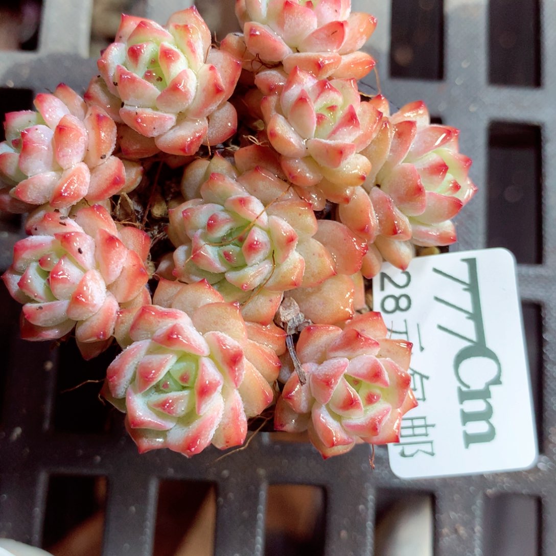 5厘米盆精控多肉777