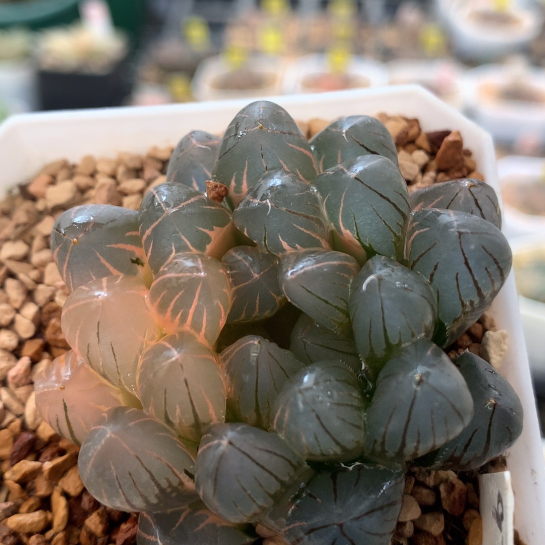 以实际为准97霓虹灯