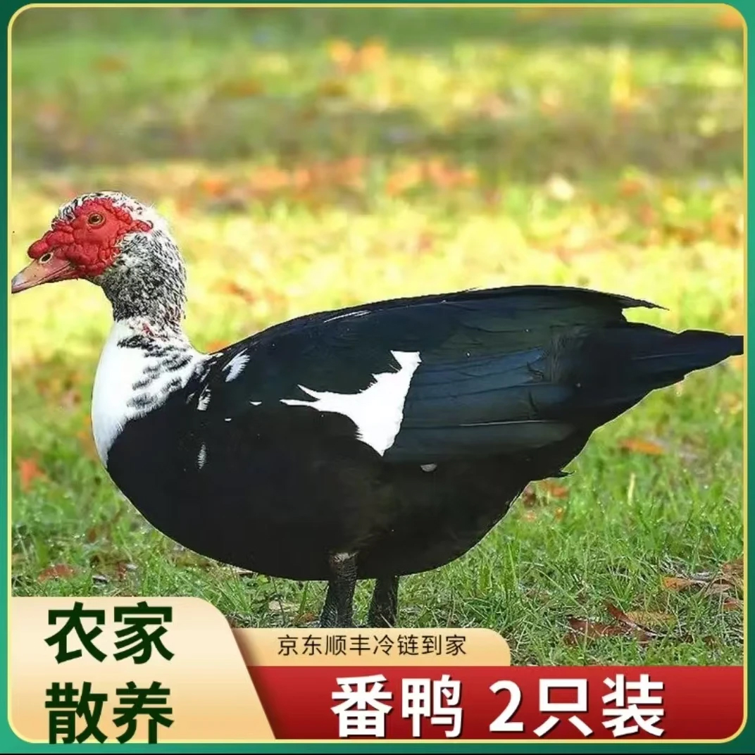 【念念家】山林放养番鸭 现宰现杀 2只净重10斤 顺丰冷链