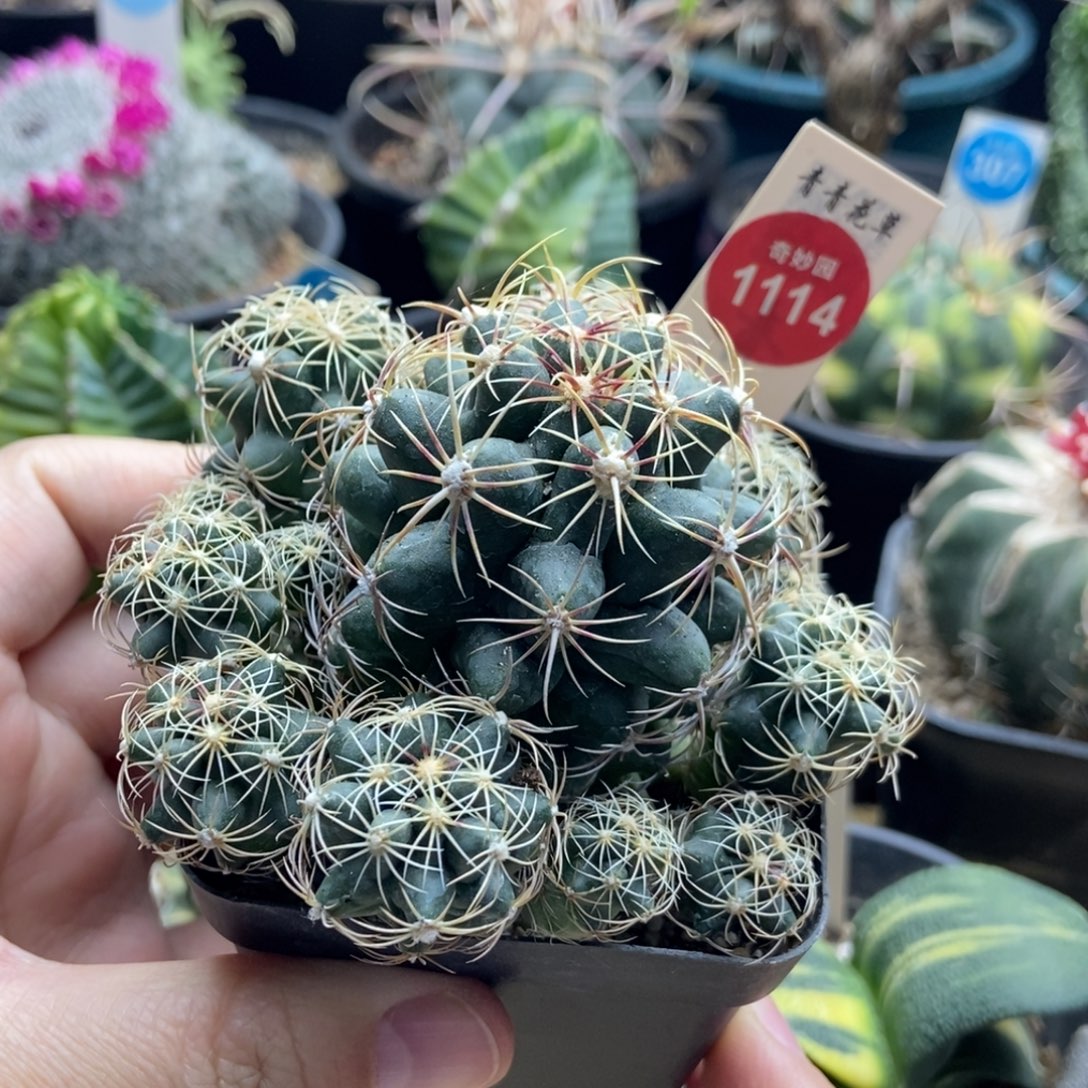 实生带中刺五彩大统领群一颗