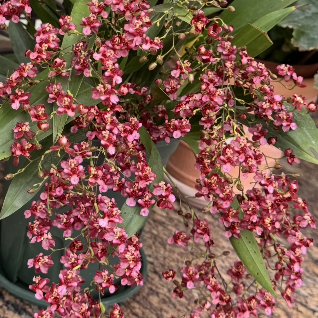 1【满堂红】梦香兰 盆栽香水兰阳台办公室客厅卧室花卉好养护