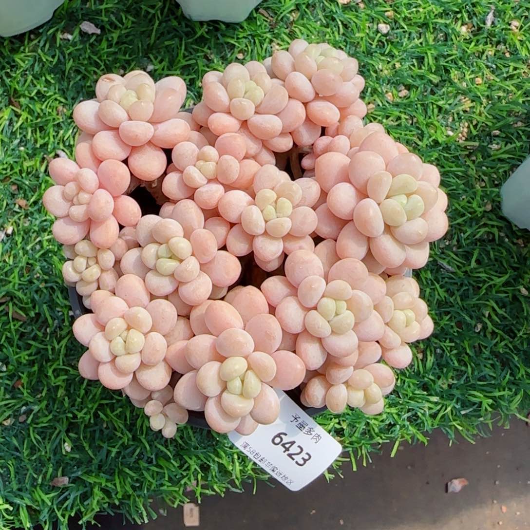 洛可可无砍，6423多肉植物