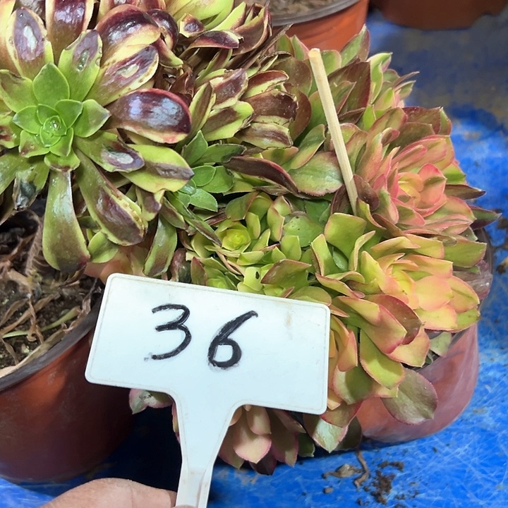 多肉植物组合2个