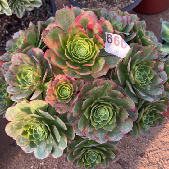 660奶白多肉植物花花