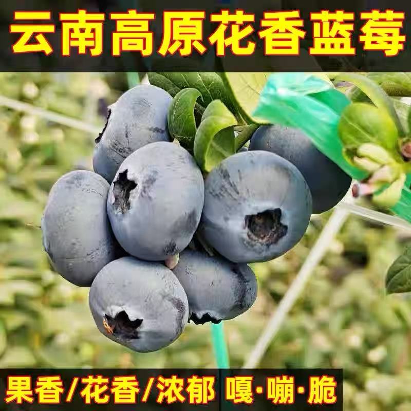 空运包邮 L25花香蓝莓纯甜18mm+特大果 蓝莓孕妈宝宝专享