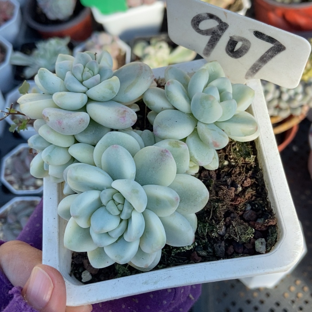 907劳尔锦多肉植物