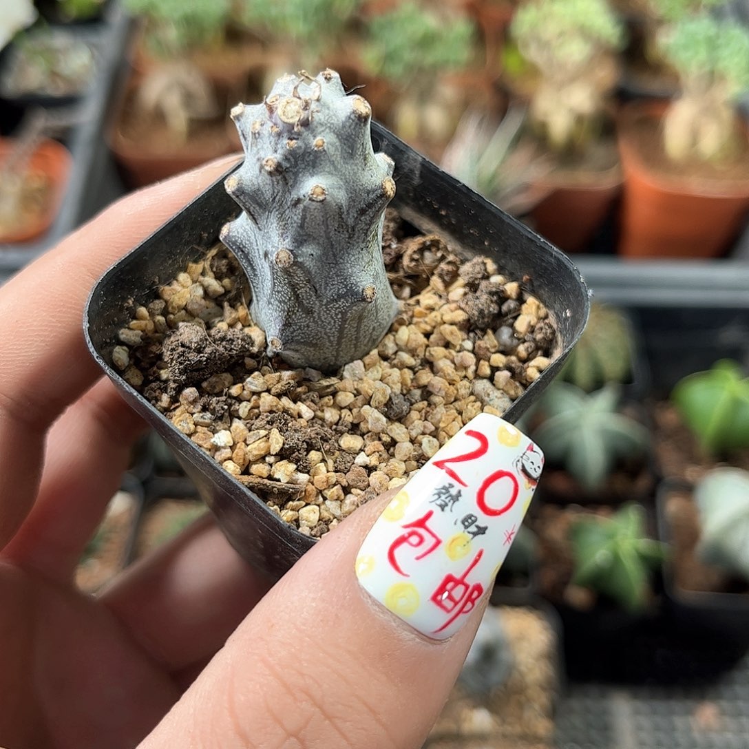 单头普西利菊单头发货有根