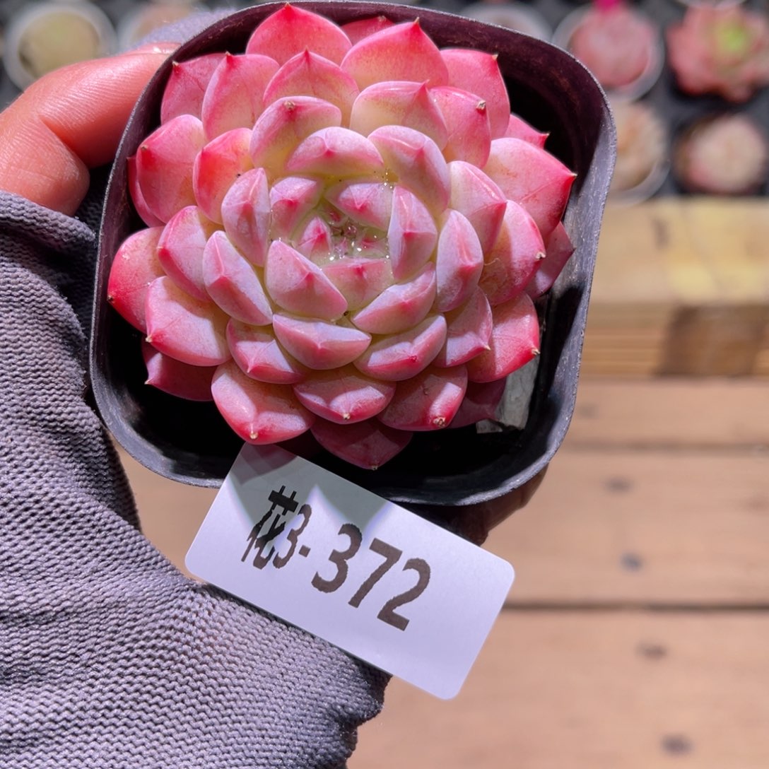 花03-372白桃汽水