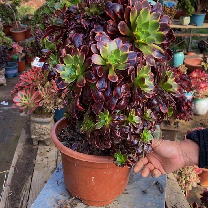 欧嘉莉缀化多肉1颗