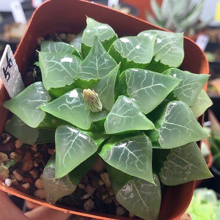 56号木叶克一物一拍