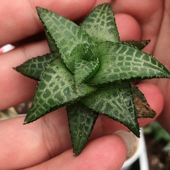 龙鳞丸叶龙锦硬叶多肉119