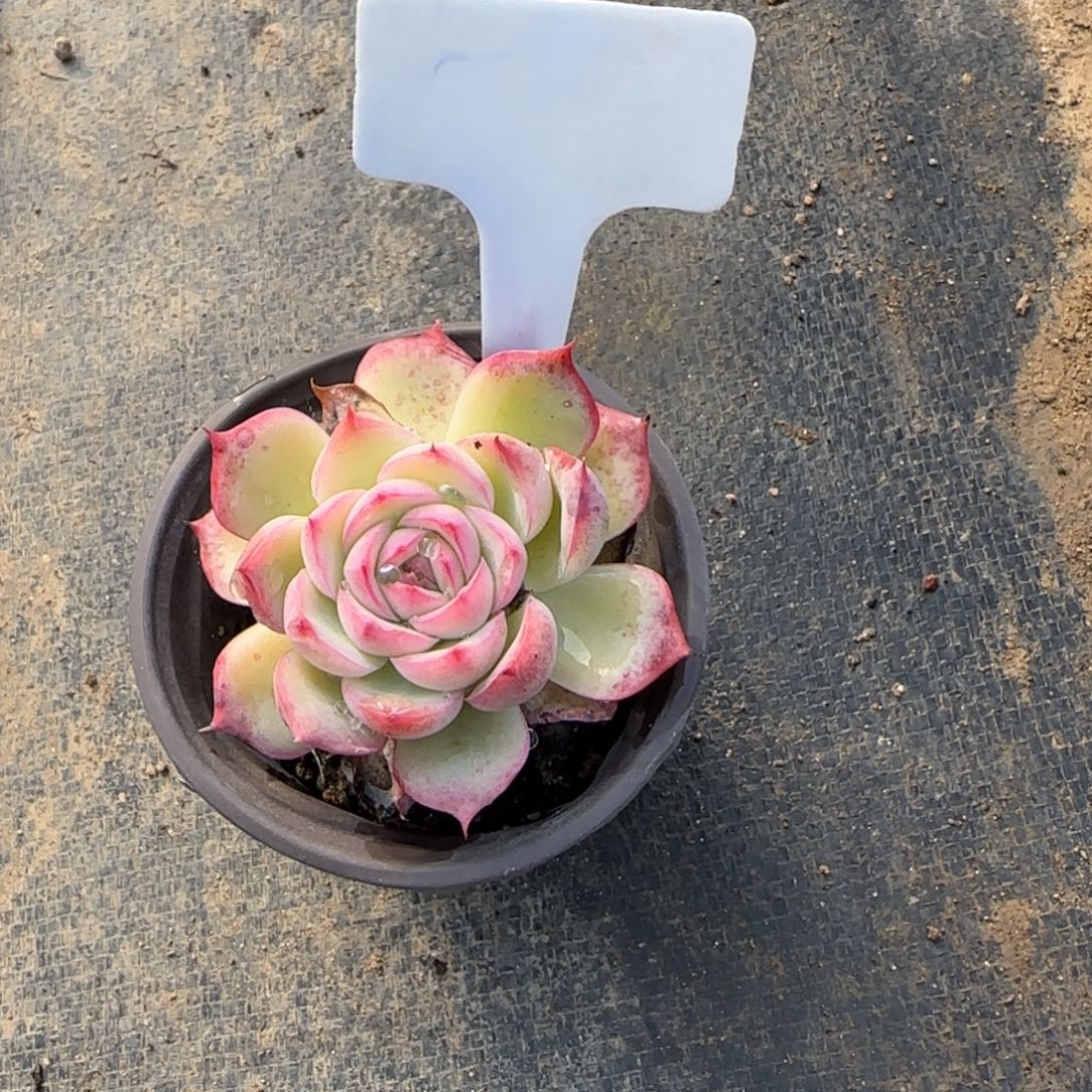 美***美多肉植物，法兰西玫瑰哇塞