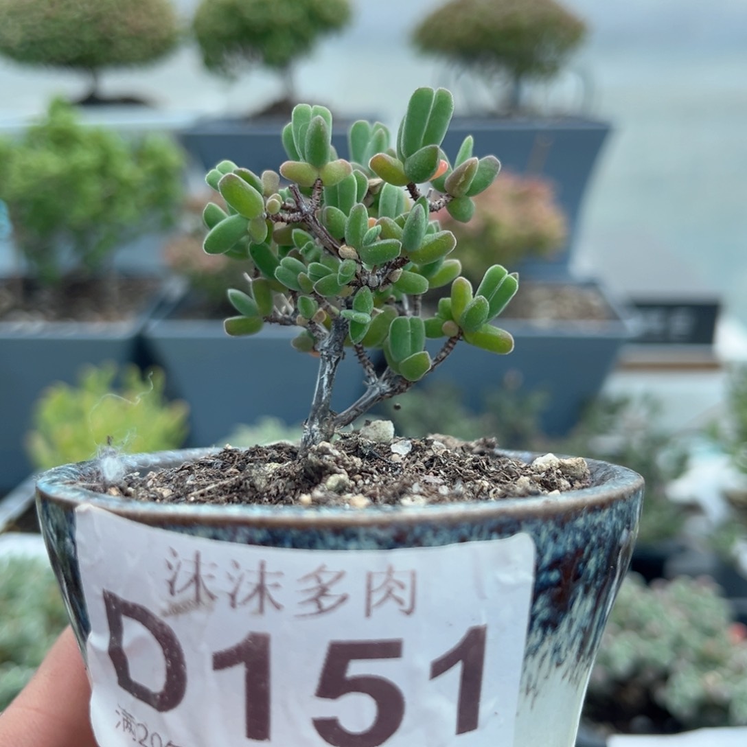151虾钳枝干番杏