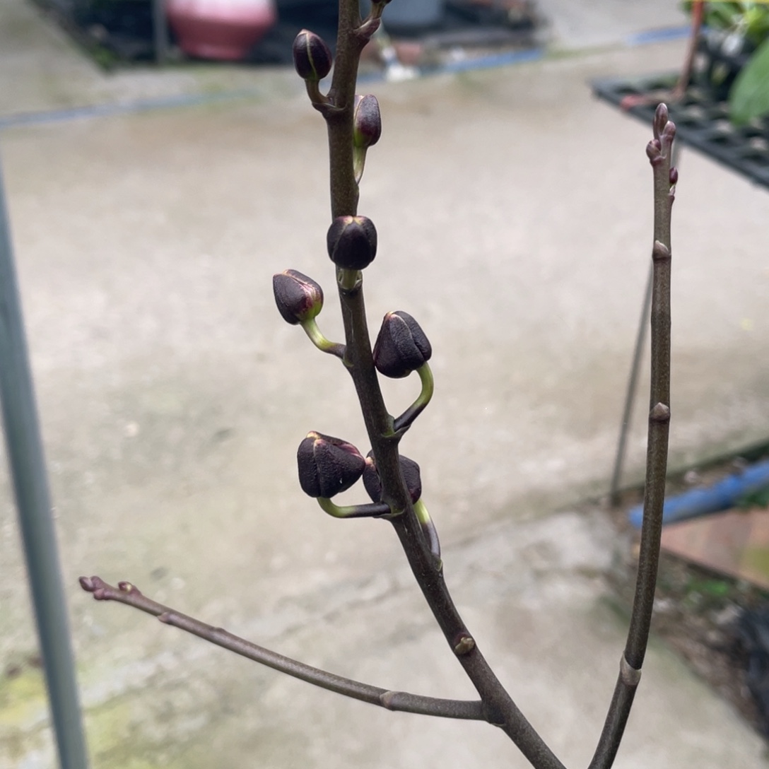 全部花苞4.5哈爸，花苞株