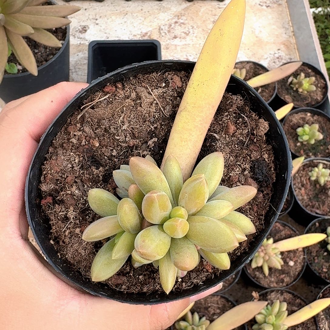 朵唯菲 血斑 叶插 一物一拍