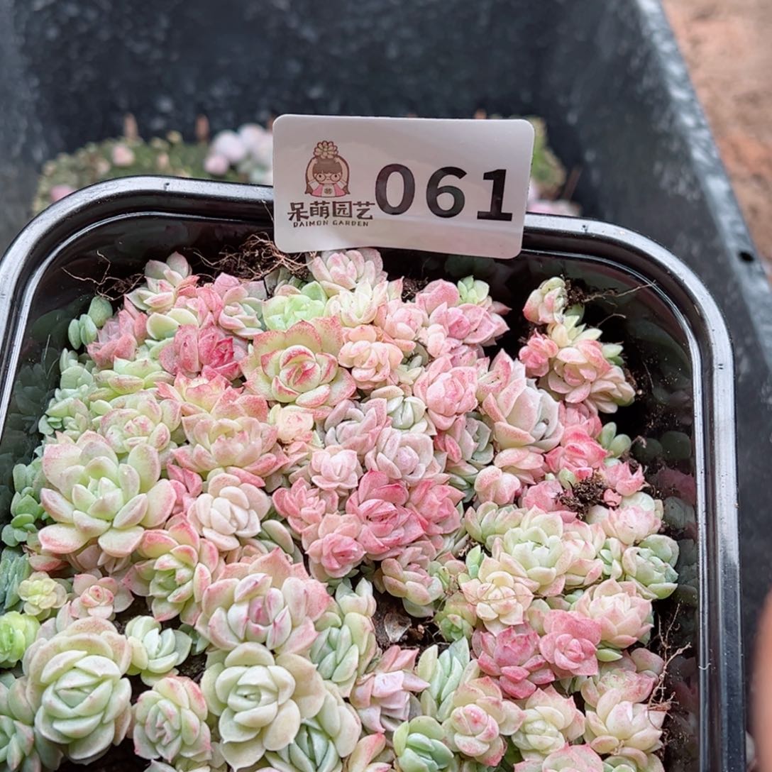 多肉植物多肉植物