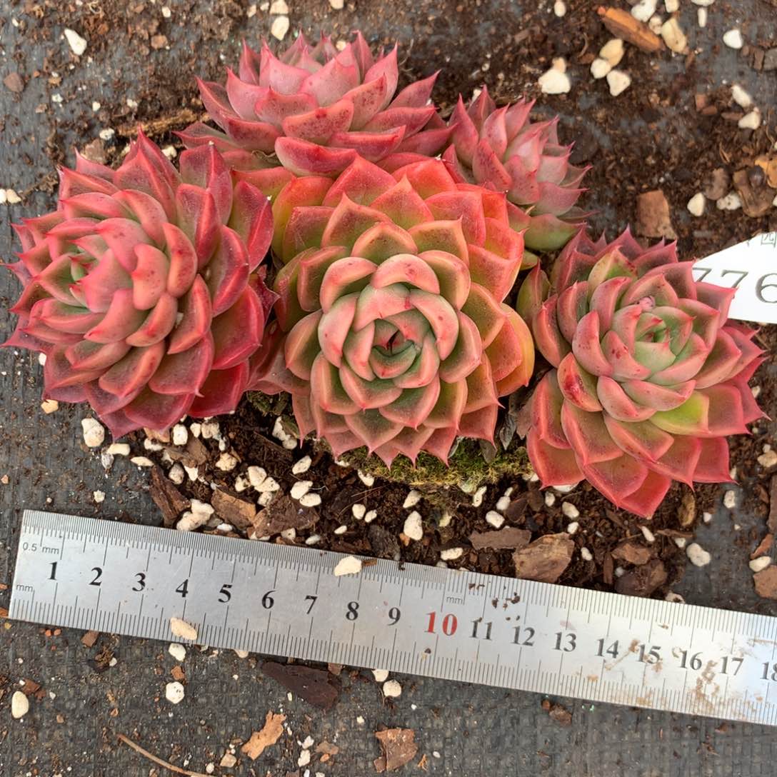 7767杂交多肉植物