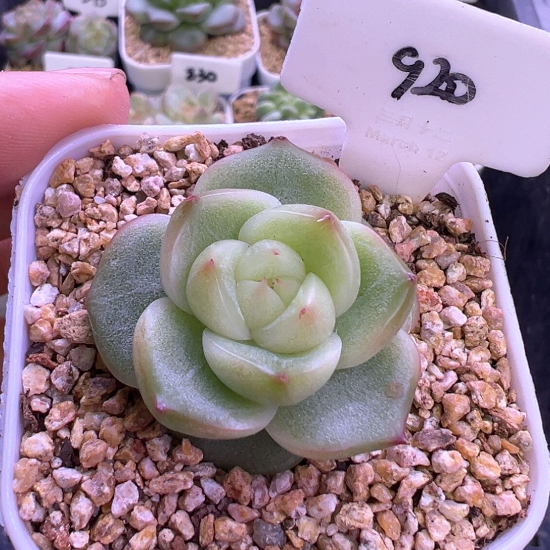 920号玉玲珑 晗雨多肉