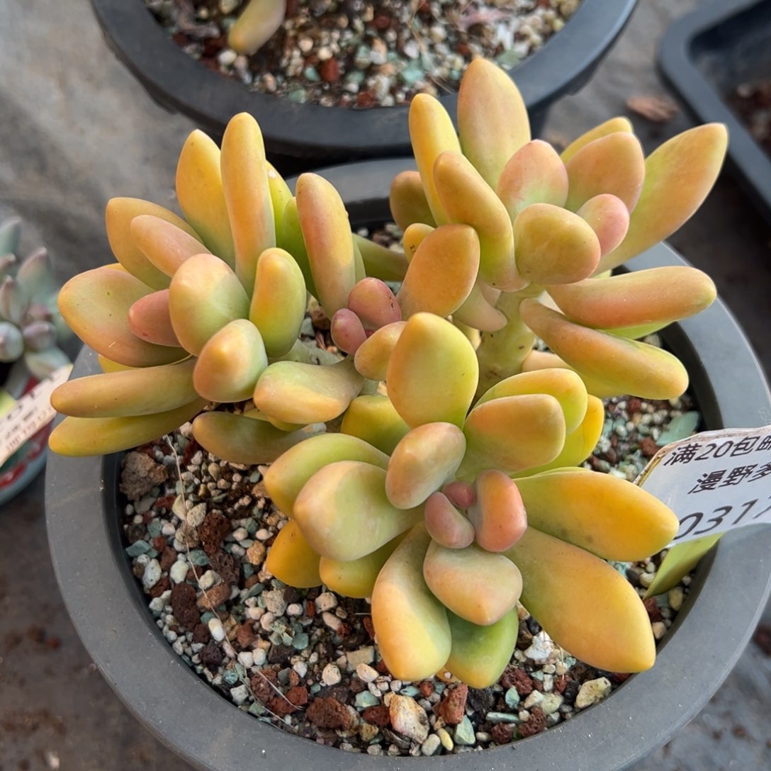 1103176 金蝉美人全状态有瑕疵特价