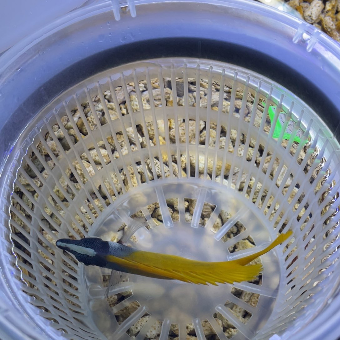 海水鱼黄狐狸一条顺丰包邮