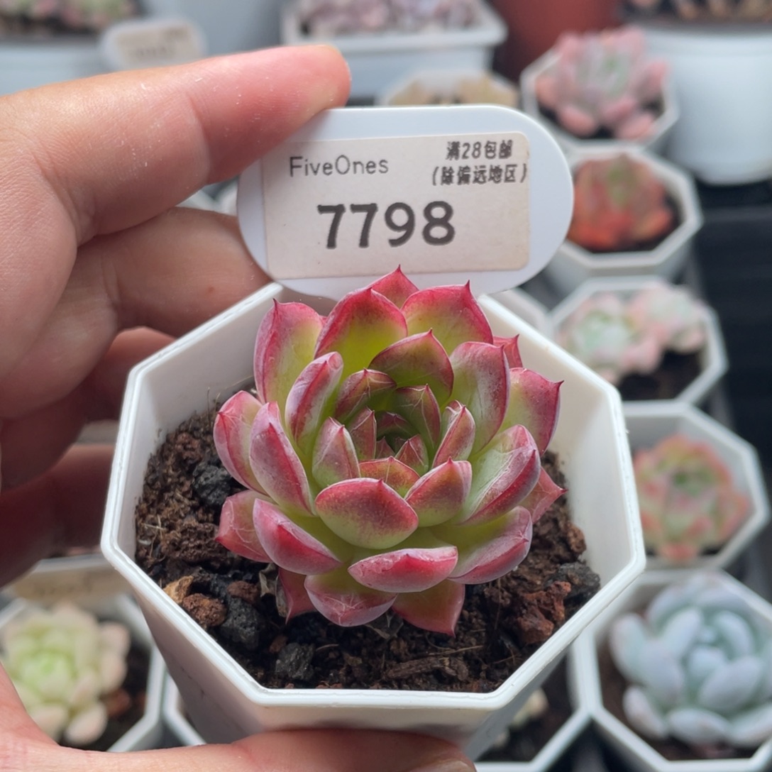 西西里7798-4.5厘米