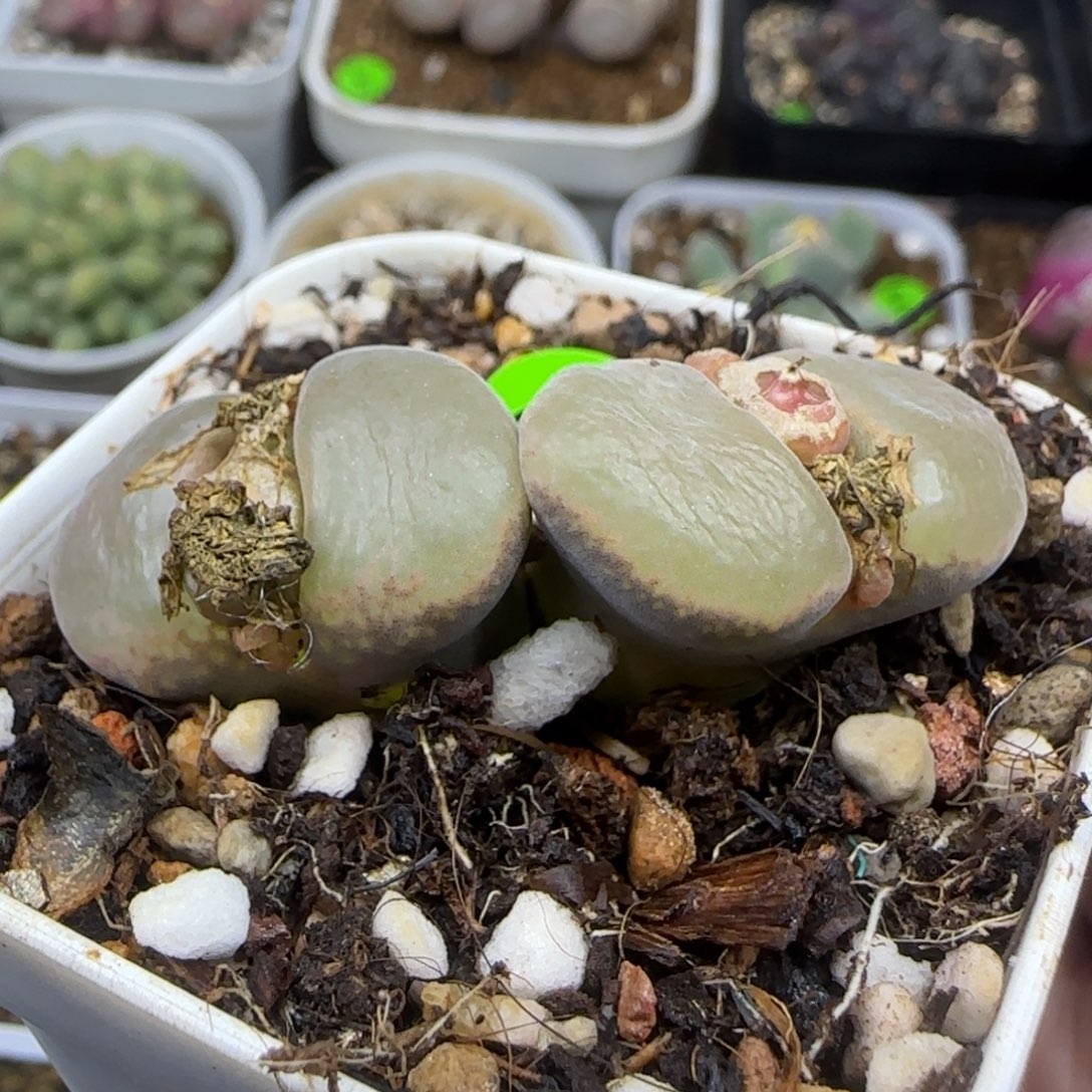 2.6漂亮多肉植物795