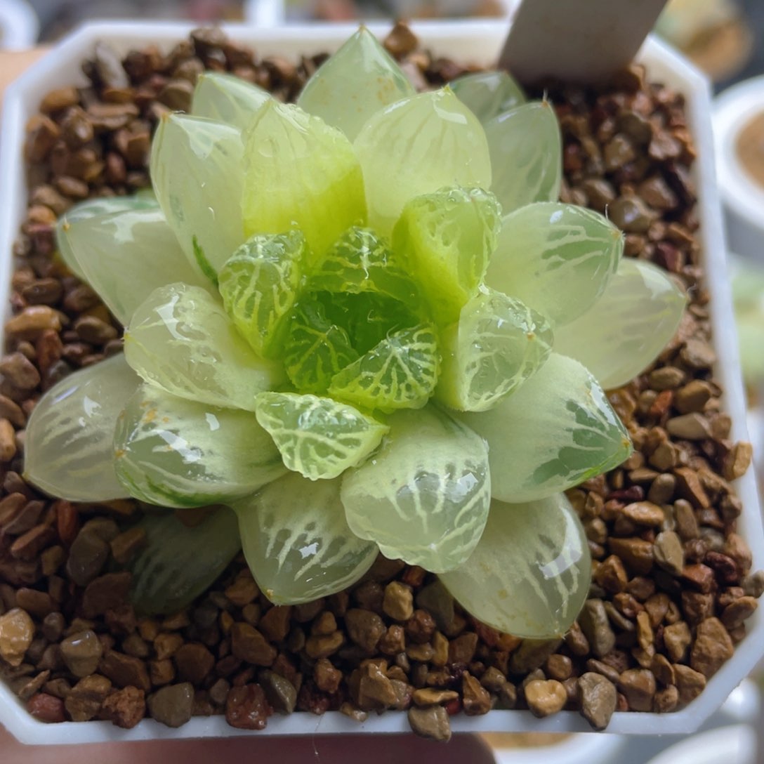 6.十二卷多肉苏州玉露锦。  