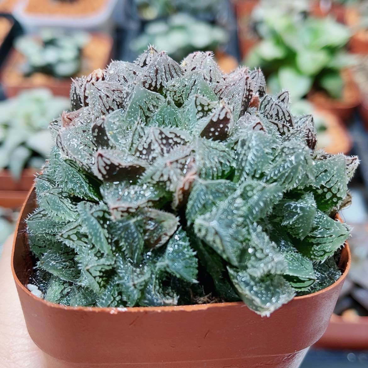 【闪购商品】魔刺玉露