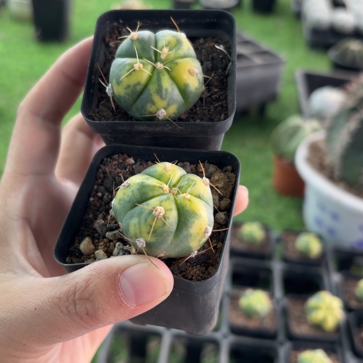 二个圣王锦好养皮实择优发