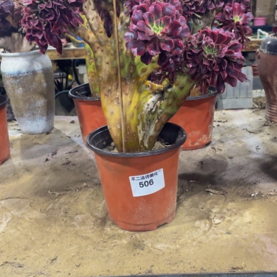 姚***506，美杜莎缀包邮